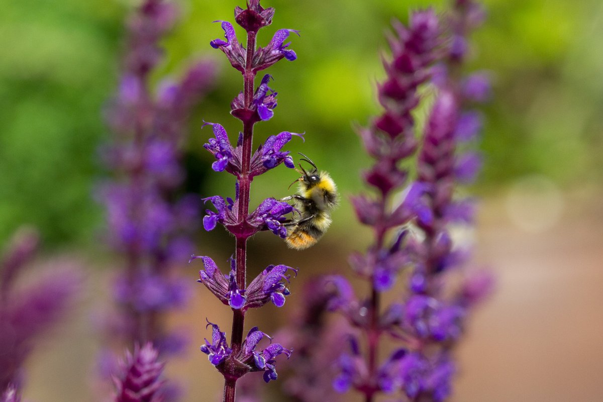DowlingWildlife's tweet photo. We took my partner's Grandparents on a "Garden Safari" where gardeners in the village open up their gardens to the public to walk around and have tea and cake. Obviously I was more interested in chasing Bumblebees than eating cake! #BombusPratorum #EarlyBumbleBee #Salvias #Borage https://t.co/bdkv0QgFWt