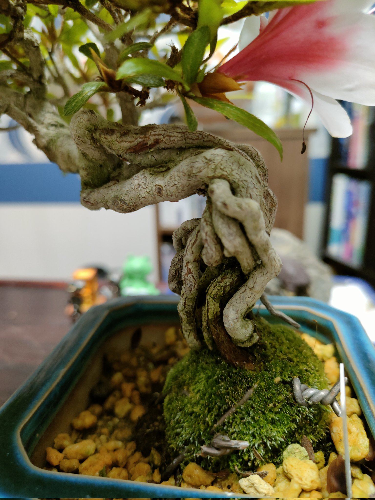 皐月 晃山 極太小品盆栽 素材 【公式通販】