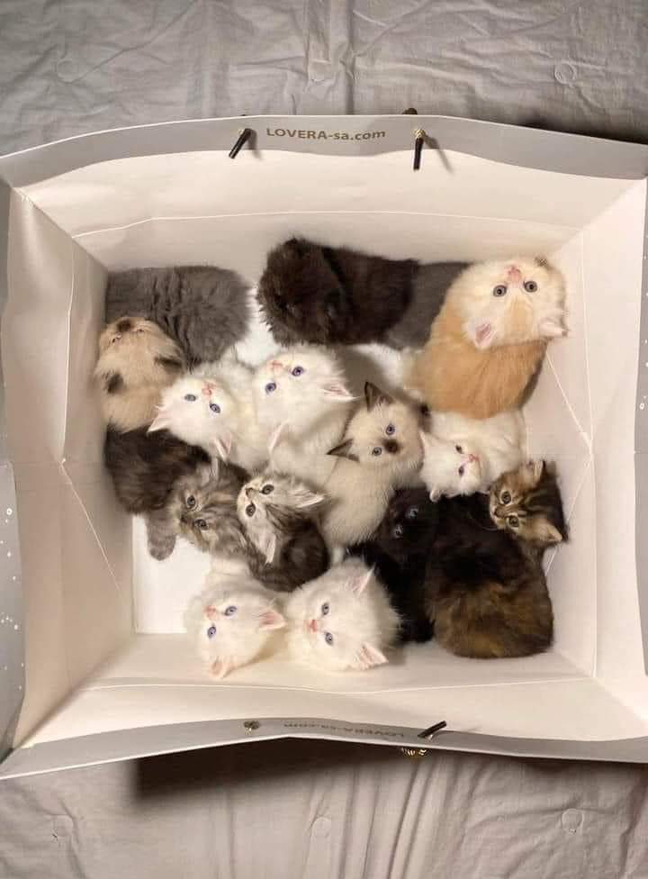 Bir poşet mutluluk.