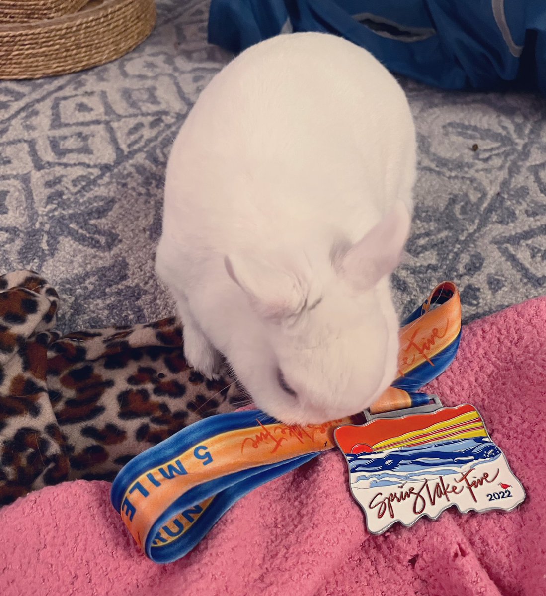 MagicZeBunny's tweet photo. Hip, hip! Hoom Mom ran in dis 5 mile race on Saturday. It’s tradition. Kicking off summer! Although for ze past 2 years, dis race has been cancelled, so it was a very good day. She {obviously} shared her medal with mes #GoHoomGo #SpringLake5 #WelcomeBack 🇺🇸❤️ https://t.co/1wimtkkjFm