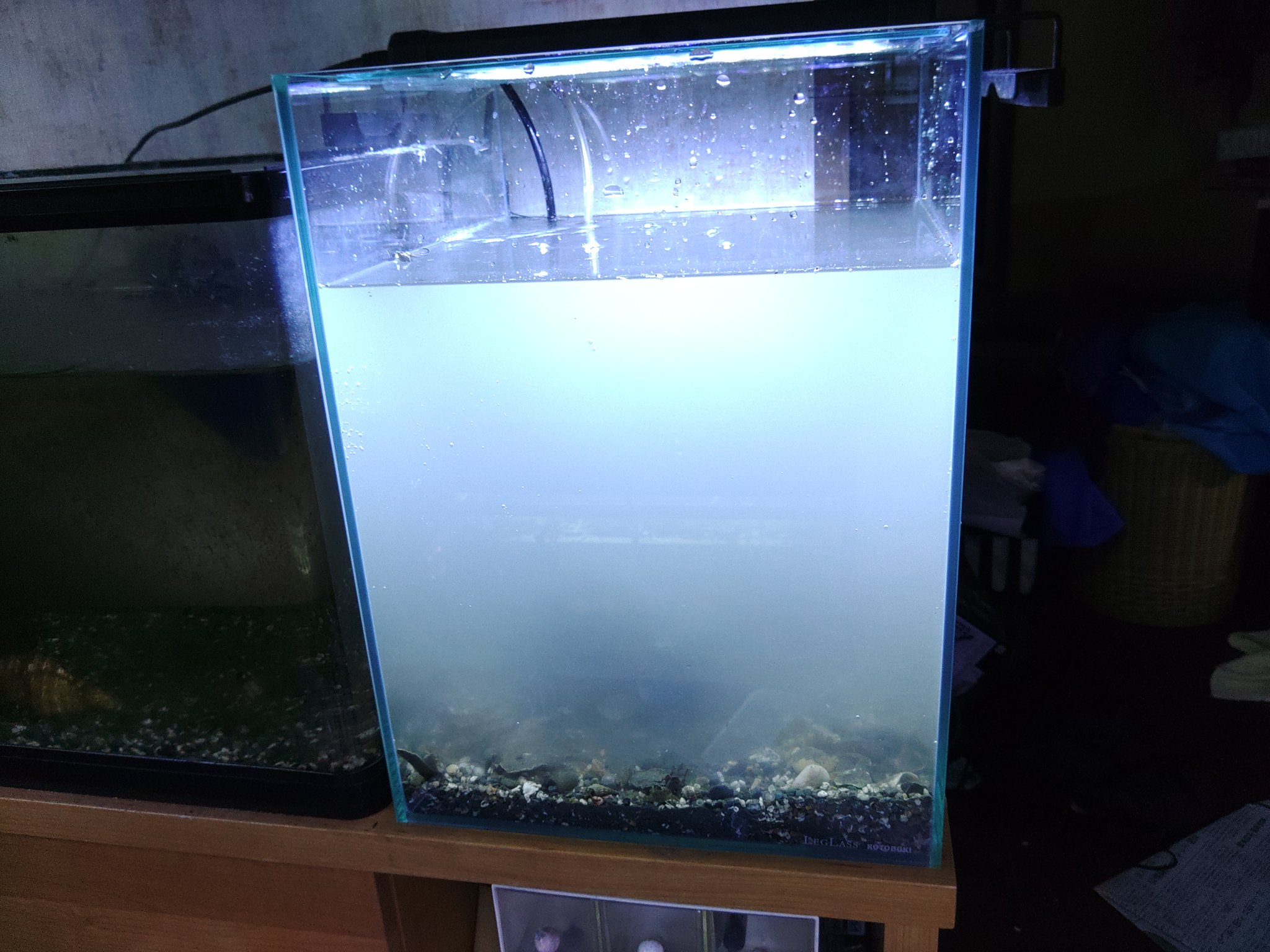 ギョッツ2号 久々に汽水水槽を立ち上げている 今こんな感じ あとは勝手に綺麗になるだろう T Co 1yjvkopimd Twitter