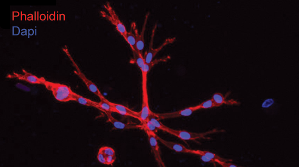 Advanced Portfolio News tweet media