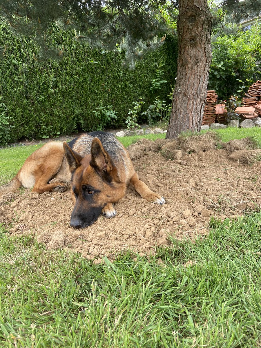 Eloise_0508's tweet photo. Aujourd’hui on a enterré mon chat, ma chienne est restée avec nous tous le long puis elle s’est couchée sur la tombe de son copain et n’a plus bougé 😔 une véritable preuve d’amour 🫶🏼 https://t.co/aCrvDAzQRb