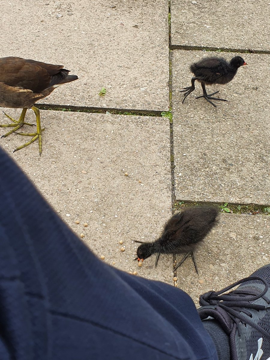 Phaedra the archivist tweet media