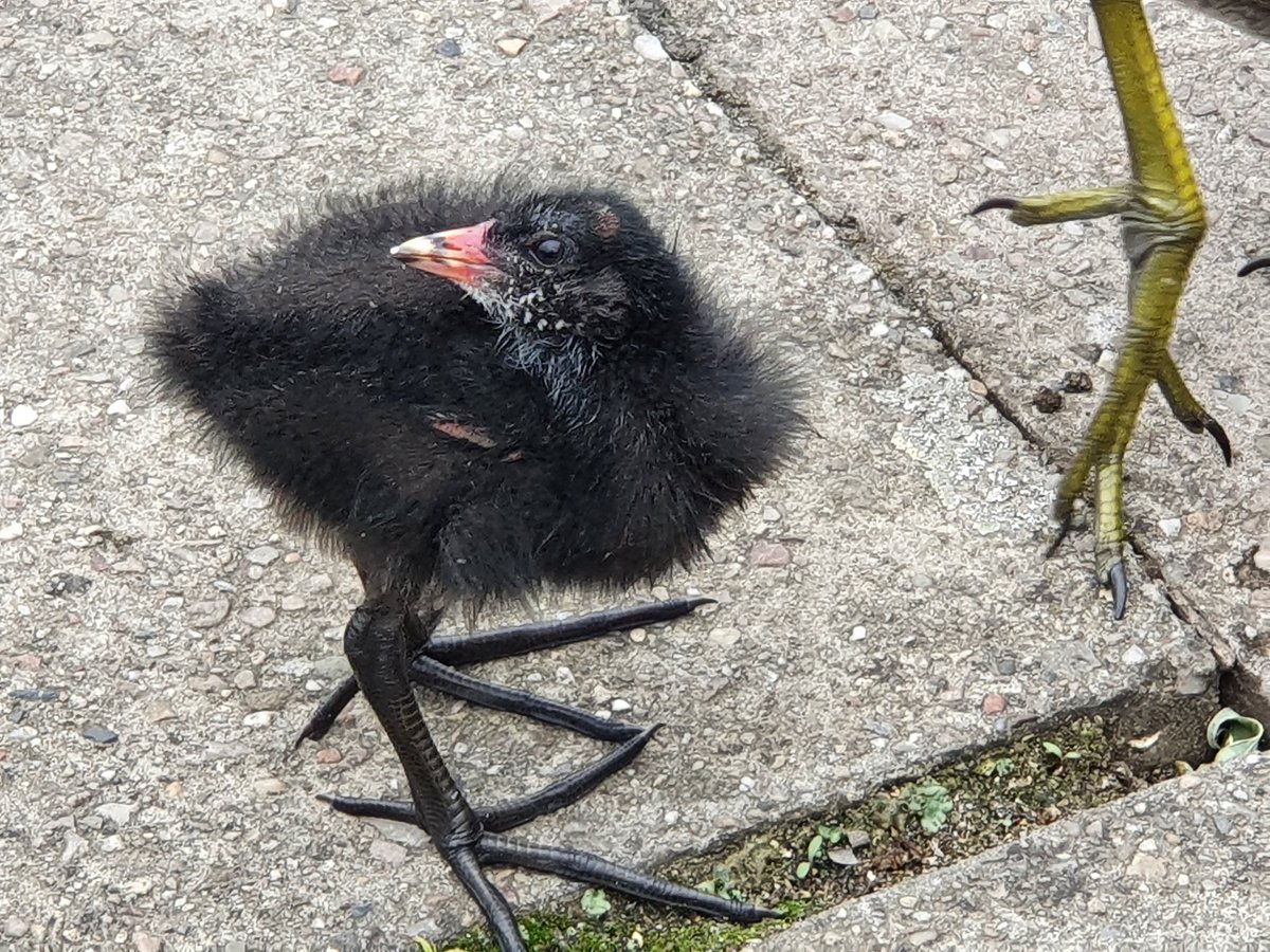 Phaedra the archivist tweet media