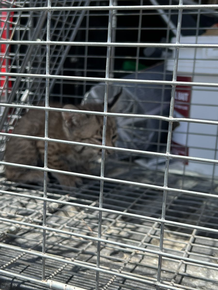 Caught all 3 baby bobcats