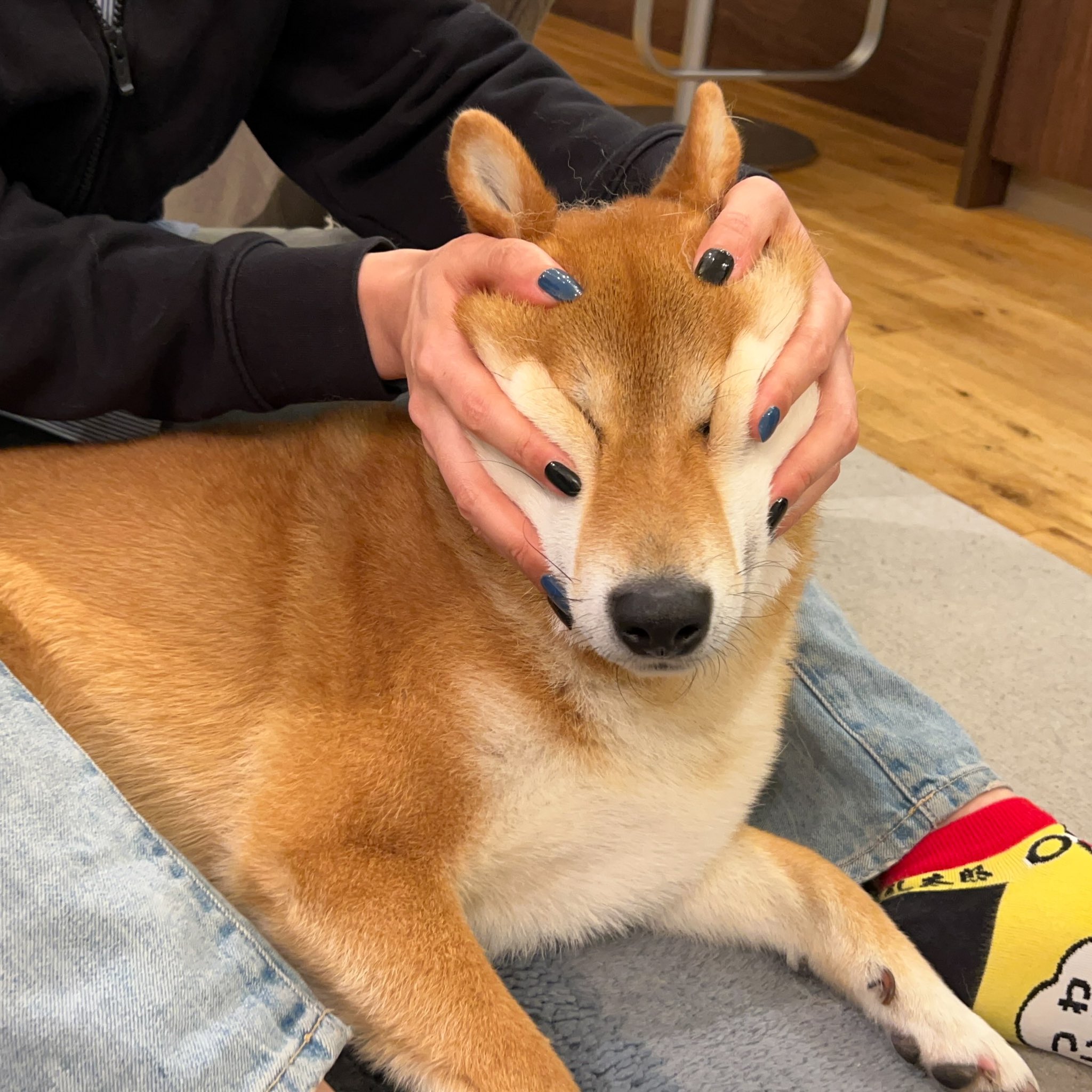 変な動物 Twitter Search Twitter