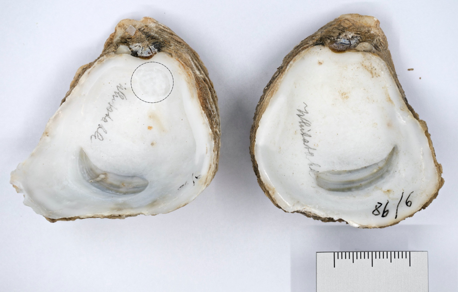 American Genetic Association tweet media