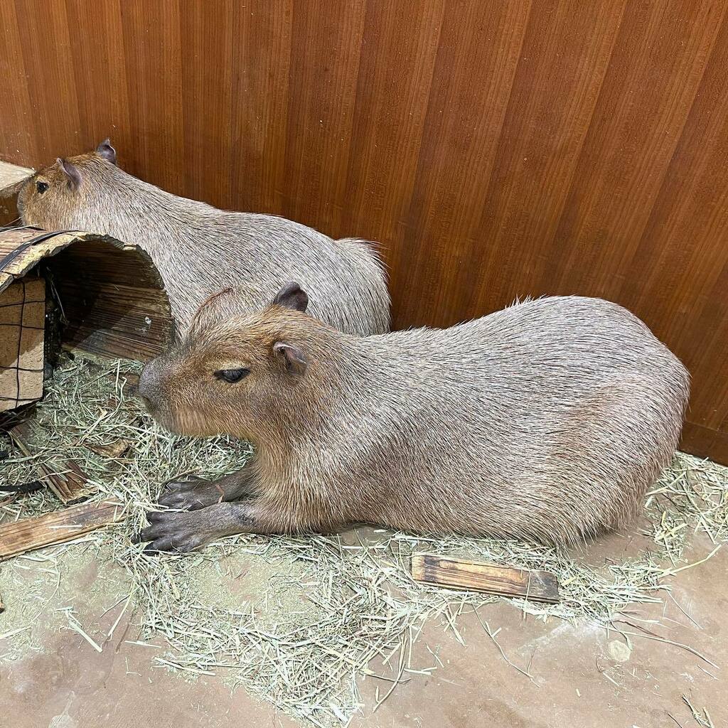 Twitter এ ৩০ ম ২০২২ এ Capi Graphics এর ট ইট দ খ ন ট ইট র