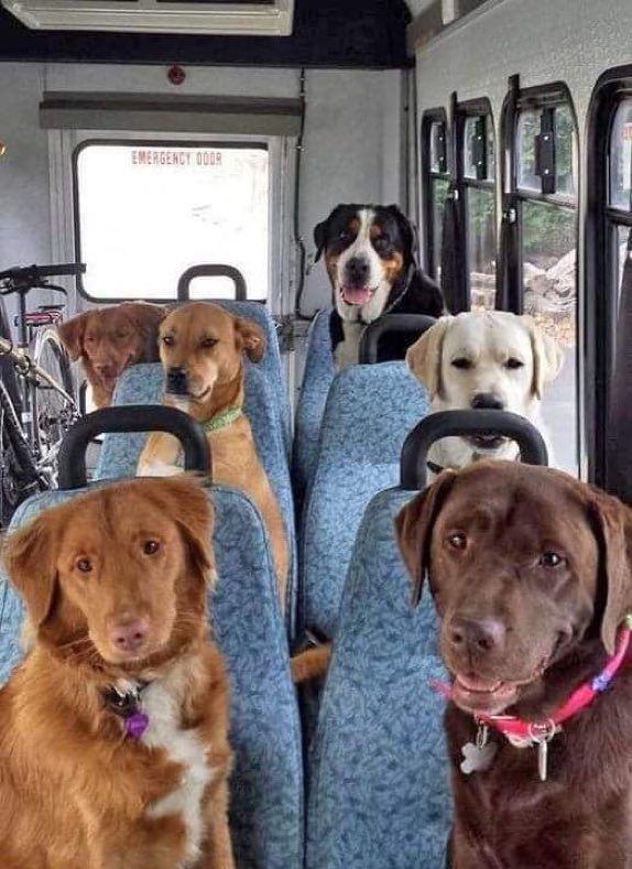 DiloConPerritos's tweet photo. Súbete humano, vamos a dejar de preocuparnos por cosas que no podemos controlar. https://t.co/Te780kAWlR