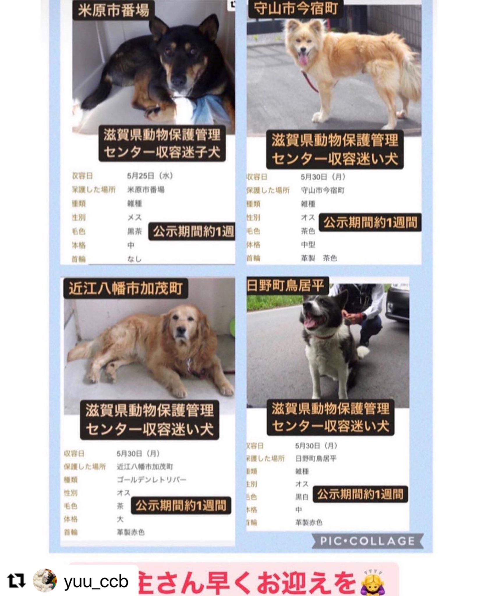 大津市動物愛護センター Twitter Search Twitter