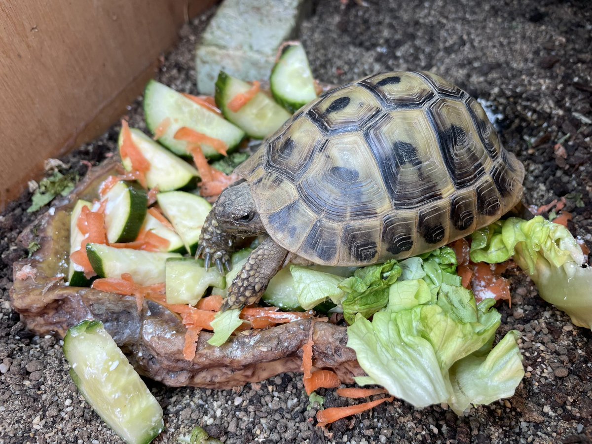Voldetort18's tweet photo. The human has Covid. So I thought I would cheer her up by making my food into Art. I call it “the salad that came to die” #Voldetort #hermanntortoise #Voldetortthehermanntortoise #food #thesaladthatcametodie https://t.co/ggS6kagp7D