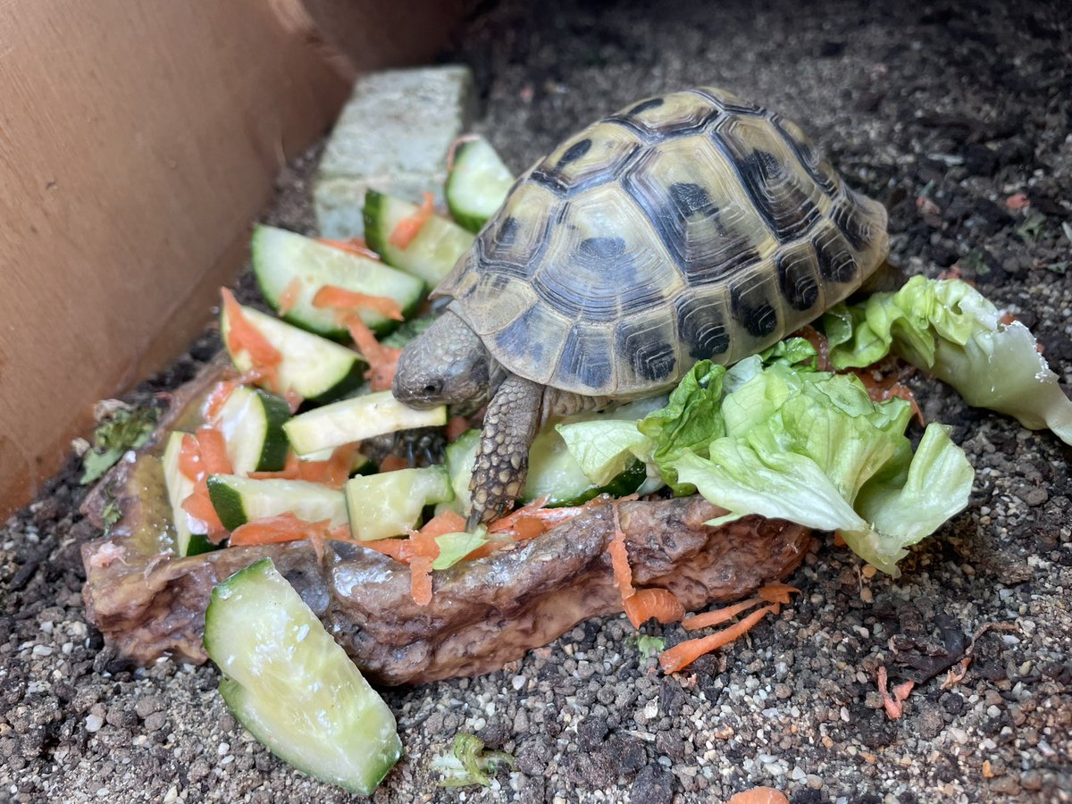 Voldetort18's tweet photo. The human has Covid. So I thought I would cheer her up by making my food into Art. I call it “the salad that came to die” #Voldetort #hermanntortoise #Voldetortthehermanntortoise #food #thesaladthatcametodie https://t.co/ggS6kagp7D