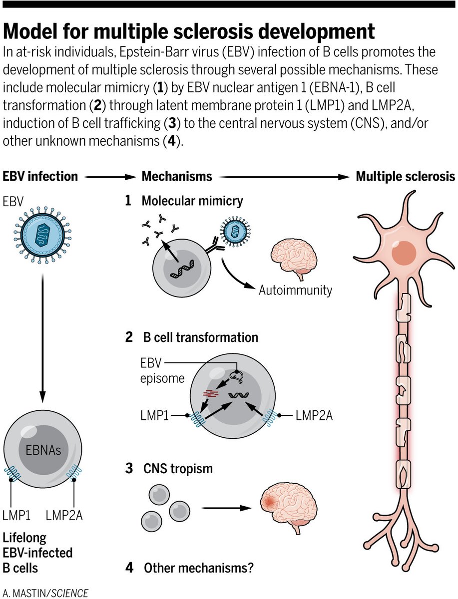 A recent Science analysis of data from U.S. military recruits suggests multiple sclerosis is a complication of infection with Epstein-Barr virus. Learn more on #WorldMSDay. ⬇ fcld.ly/lus9ijz #SciencePerspective: fcld.ly/uubvhon