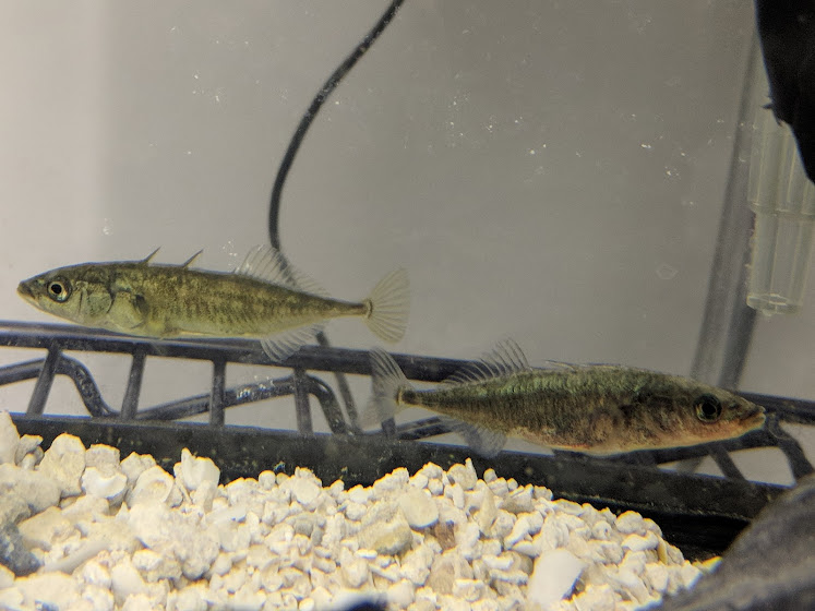 American Genetic Association tweet media