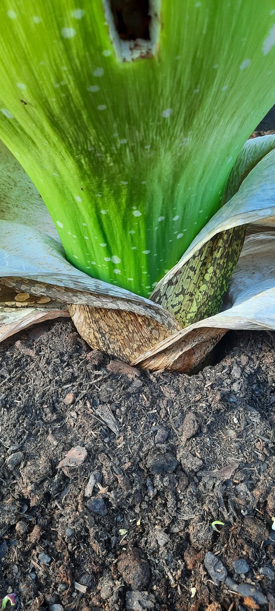 BotGarten's tweet photo. Die Titanenwurz (Amorphophallus titanum) ist die größte Blume der Welt. Sie blüht nur zwei Tage und verströmt in der Zeit einen bestialischen Gestank. In ihrer Heimat Sumatra werden damit Aasfliegen und Mistkäfer angelockt.
https://t.co/EfXDT3W3OQ https://t.co/ZjYKP5JL1r