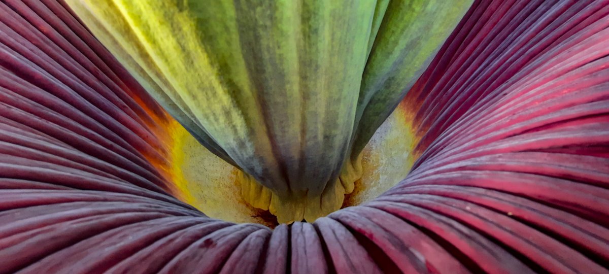 BotGarten's tweet photo. Die Titanenwurz (Amorphophallus titanum) ist die größte Blume der Welt. Sie blüht nur zwei Tage und verströmt in der Zeit einen bestialischen Gestank. In ihrer Heimat Sumatra werden damit Aasfliegen und Mistkäfer angelockt.
https://t.co/EfXDT3W3OQ https://t.co/ZjYKP5JL1r