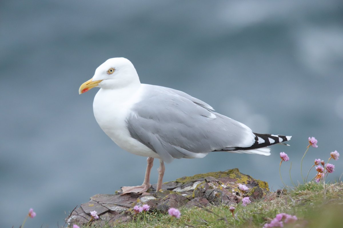 ColinRitchie17's tweet photo. Herring Gulls. Here to steal your chips 🍟 https://t.co/GlRR9ralkj