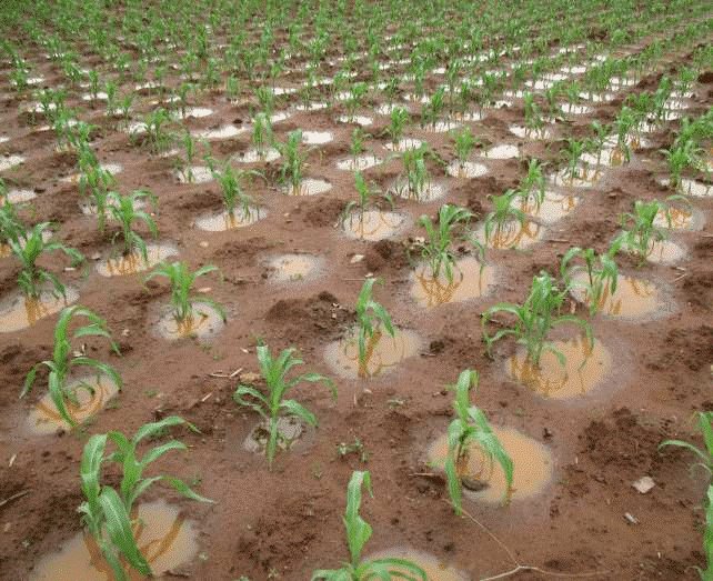 sere_aida's tweet photo. Les meilleurs techniques pour produire sur les sols dégradés.
#zaï
#demi-lune https://t.co/CP2ikdTshu