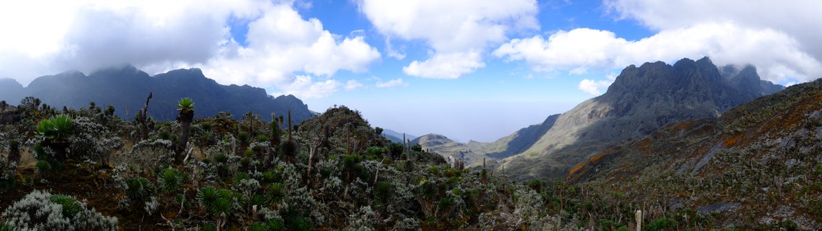 PlantasticSci's tweet photo. Big new paper out @PNASNews on the origins of the enigmatic tropical afroalpine flora: https://t.co/HtNsjVR6Pv https://t.co/RJCrEAvinu