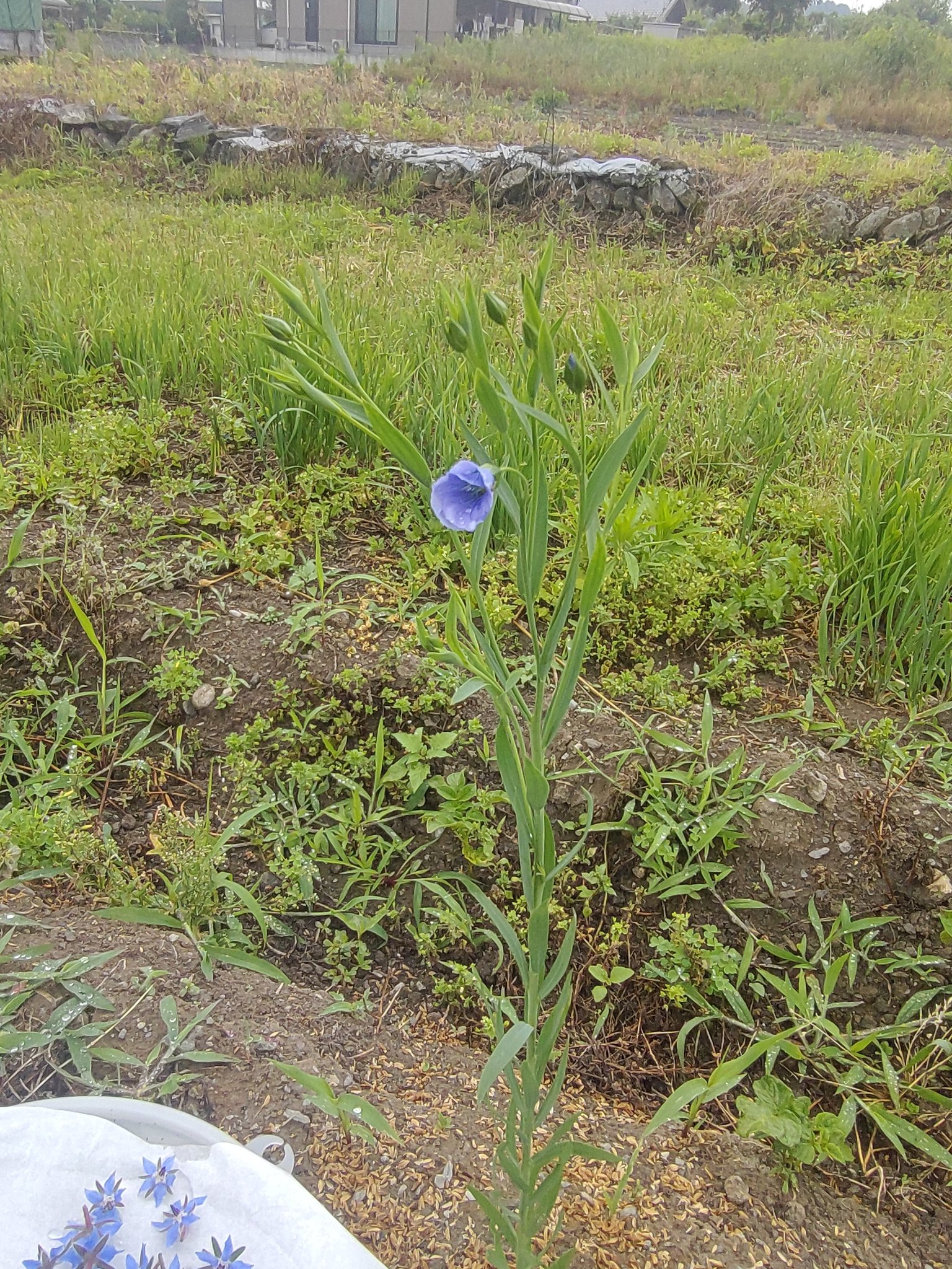 ポタジェ 亜麻仁の花が咲いていた もっとモッサモサに茂らせてあげたかった 植え替え時期なのか 気温なのか 亜麻仁 亜麻仁の花 ロイヤルブルー 新居浜 菜園 ポタジェ T Co Cyq0kw6vec Twitter