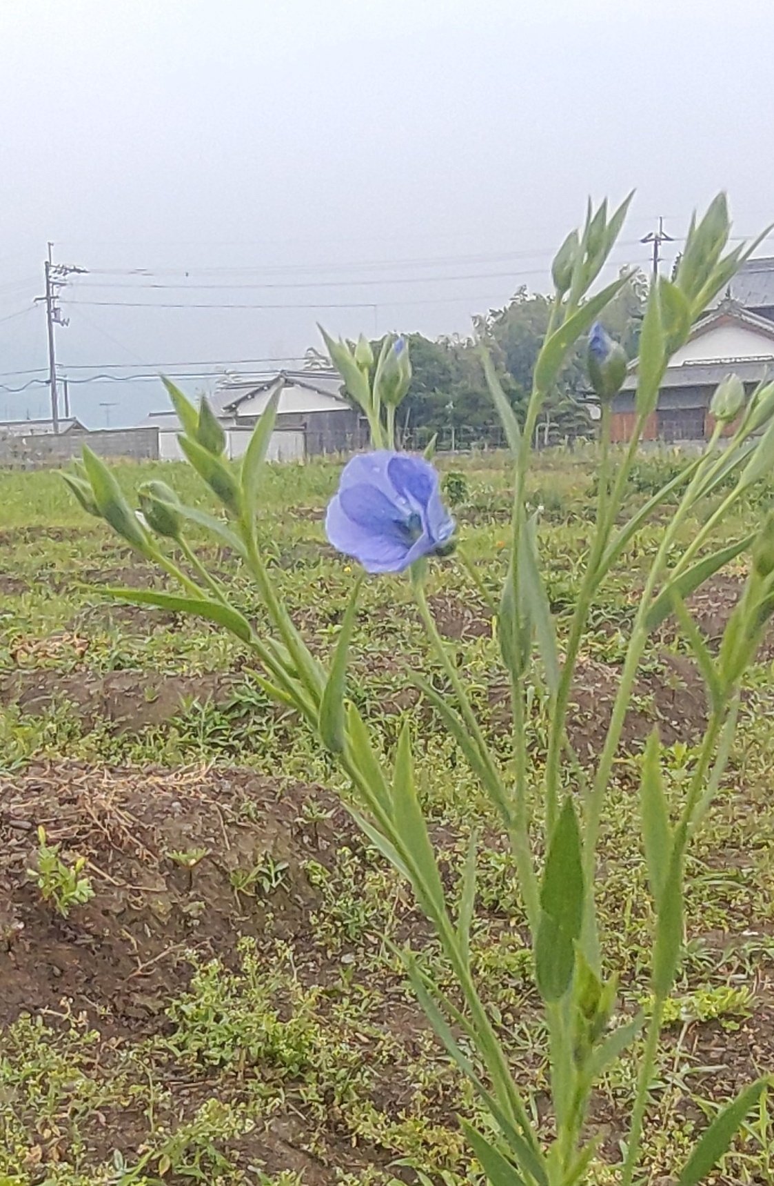 ポタジェ 亜麻仁の花が咲いていた もっとモッサモサに茂らせてあげたかった 植え替え時期なのか 気温なのか 亜麻仁 亜麻仁の花 ロイヤルブルー 新居浜 菜園 ポタジェ T Co Cyq0kw6vec Twitter