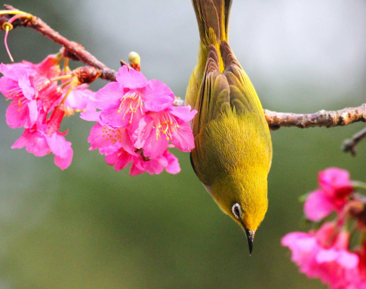 Taiwanese Green white-eye