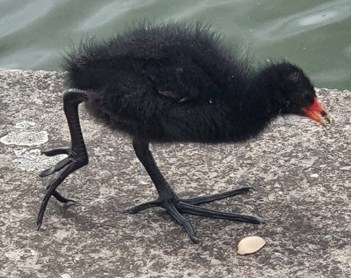 Brunel University Archives & Special Collections tweet media