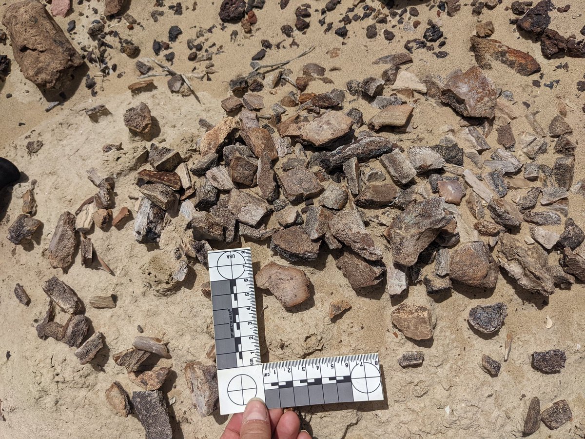 heatherfsmith's tweet photo. Many Paleo sites have a "Turtle Graveyard" where turtle fossil float is found in abundance. In the Menefee, we have a "Turtle Parking lot". https://t.co/n2YSTjrpJN
