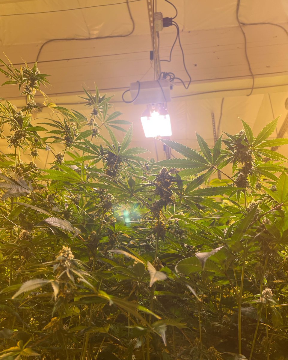 tamerlanetrade's tweet photo. Sunshine year round ☀️ 
.
.
.
#tamerlanetrading #i502 #cannabis #cannabusiness #cannabissociety #cannabisculture #cannabisindustry #cannabisstandards #cannabiscommunity #marketplace https://t.co/kFPQFlHe73