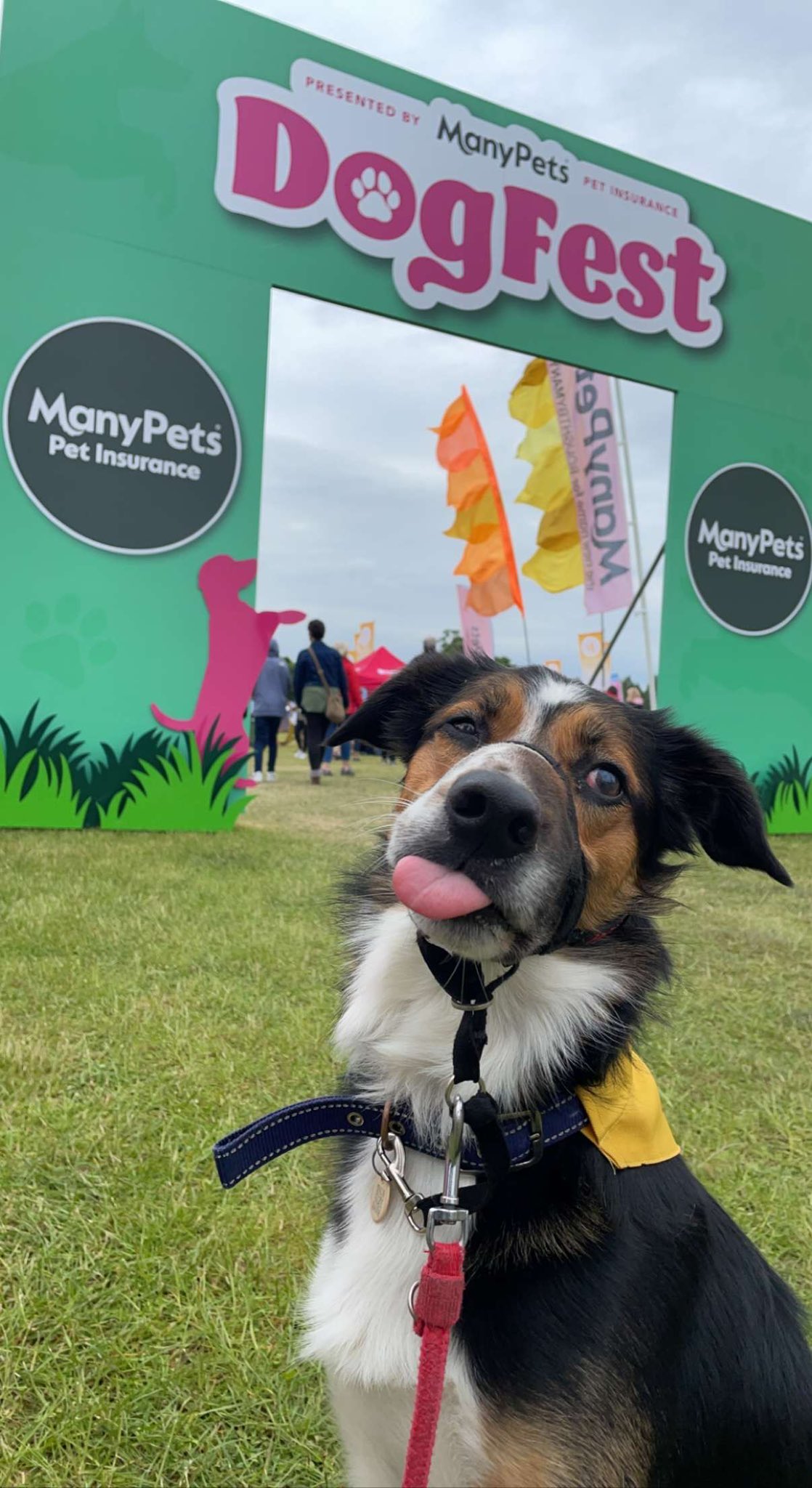 els ️ on Twitter: "#dogfest2022 https://t.co/IHYGsip7mx" / Twitter