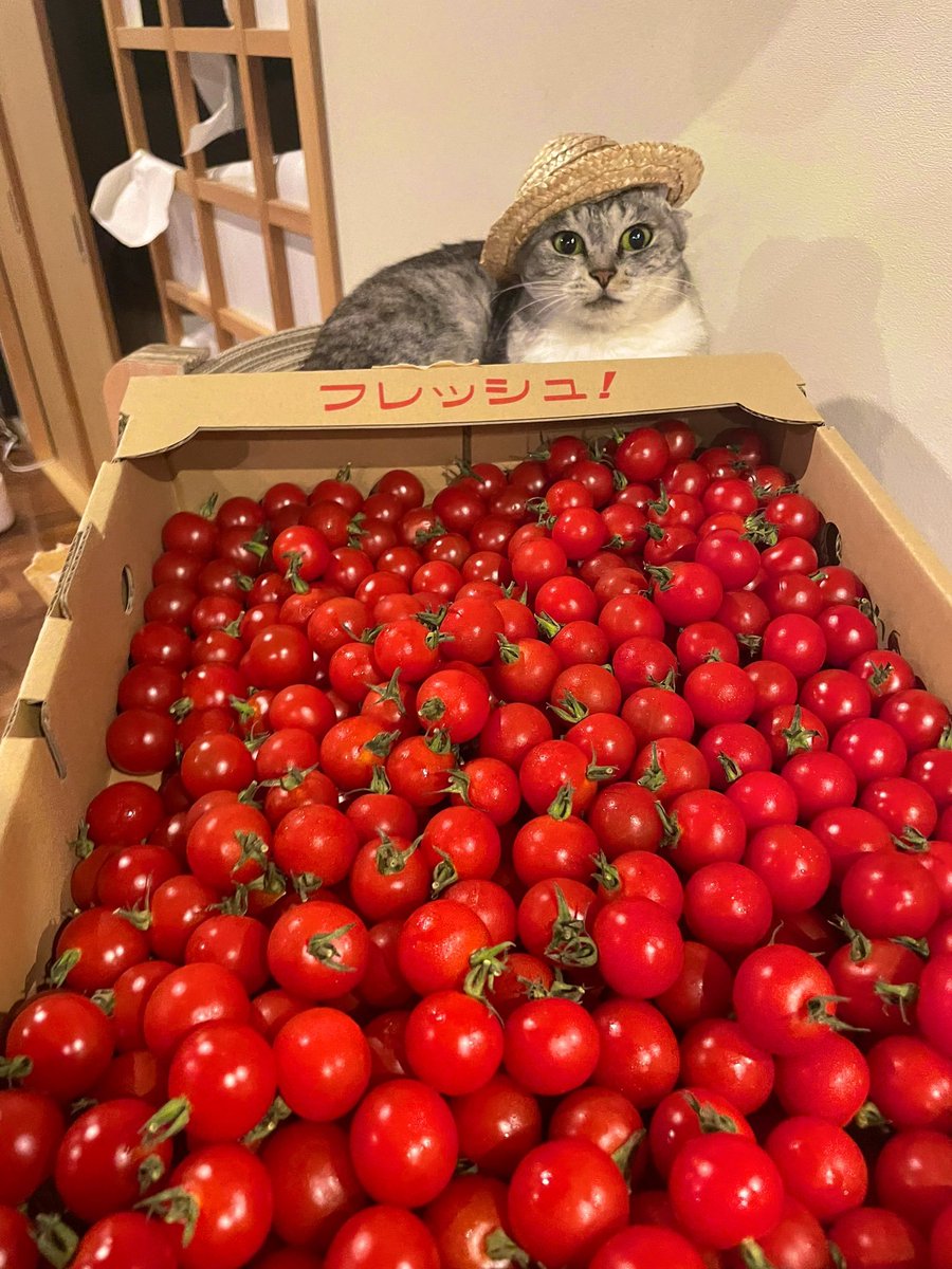 CatWorkers's tweet photo. https://t.co/ILKgD5QQFB
