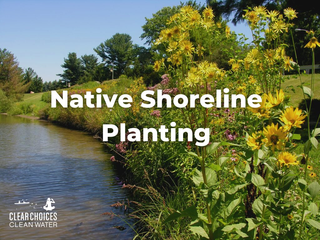 ClearChoices's tweet image. A native shoreline planting is an area of native grasses and perennial flowers planted adjacent to a pond, lake, reservoir, stream, or river. Some plants, called aquatic emergent plants, grow in the water, while others grow on the banks above the waterline. 
#nativeplants