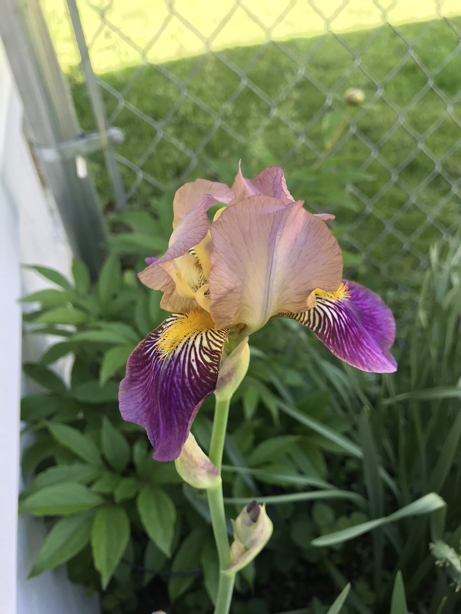 The #iris have come!