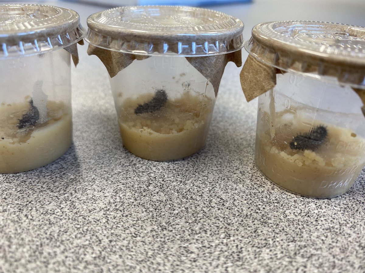 WendyLarm's tweet image. And here’s your daily dose of CCN @CardinalLegerSS Caterpillar News! Jasper, Edward and Rosalie have grown a lot over the weekend!! Movement is SLOW. We had to stare for a while to make sure 😂 @DpExperiential #LancerLearning #caterpillarproject