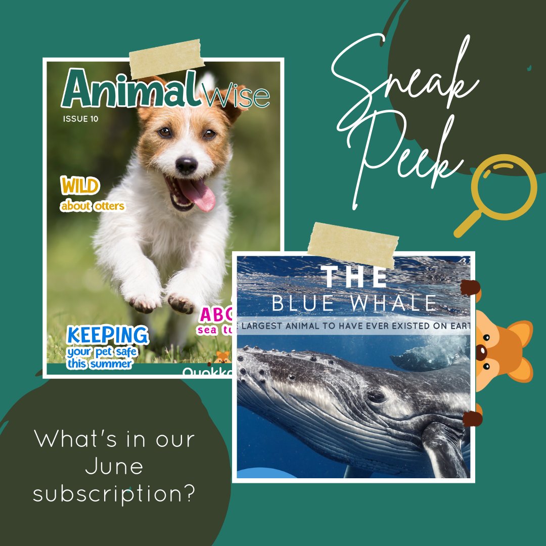 Here's a sneak peek as to what's coming up in our June subscription!

There's still time to sign up and jump onto the June mailing list - just head on over to our website: quokkabox.com/subscriptions

#quokkabox #childsubscription  #animalmadkids #pets #wildlife #endangeredspecies