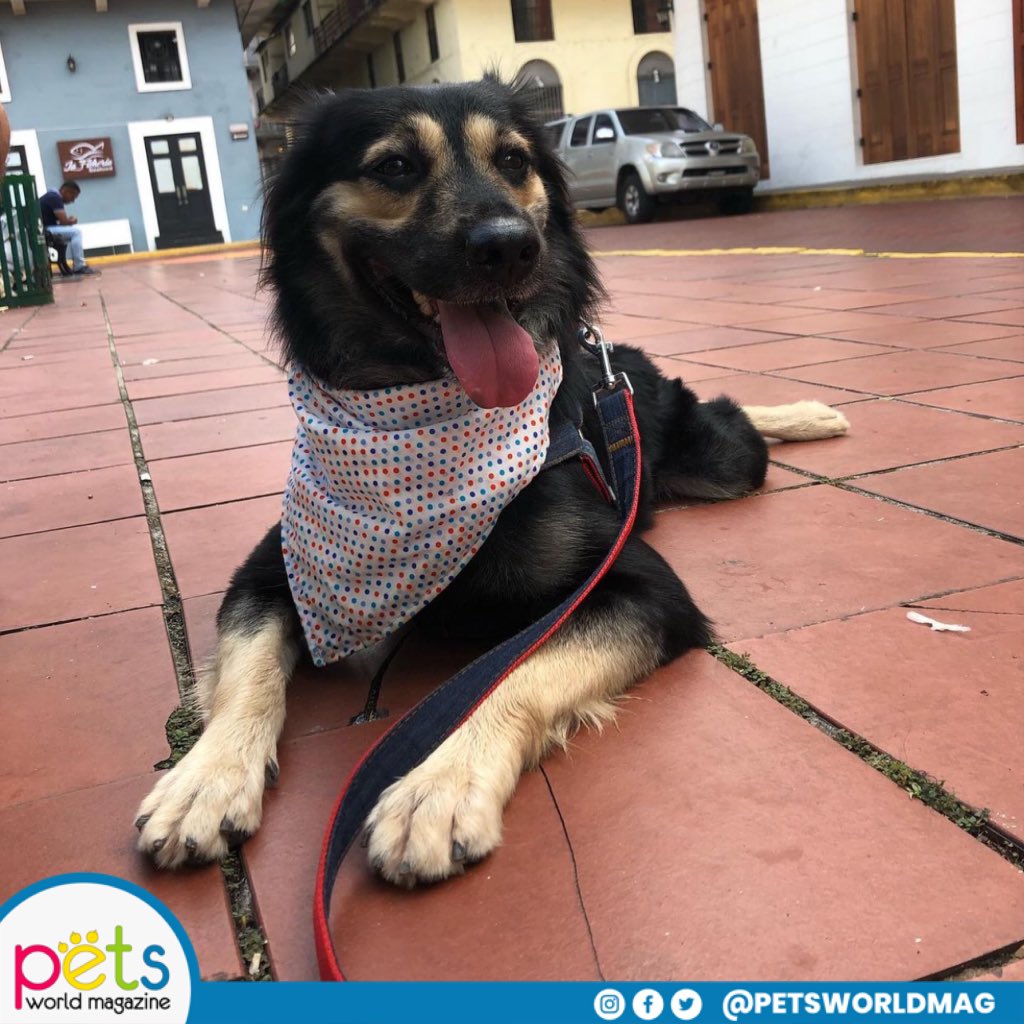 PetsWorldMag's tweet photo. Feliz inicio de semana ☀️
#PetsWorldMagazine #RevistaDeMascotas #Mascotas #PetsMagazine #PetLover https://t.co/EiWOLb1Ef7