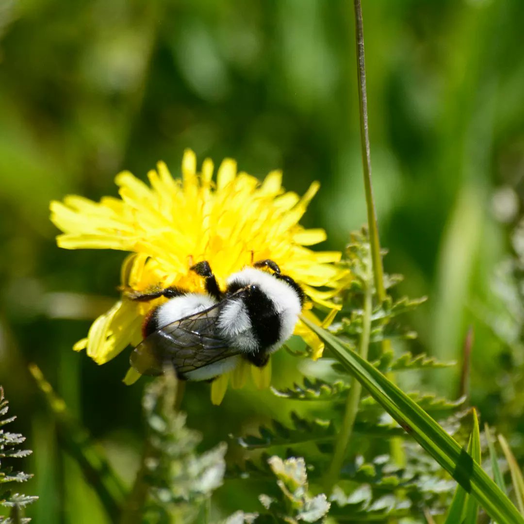 İslamgurdal30 tweet media