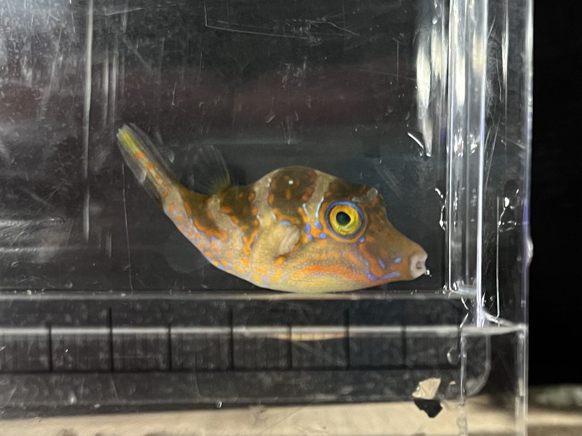 mochimochimoti's tweet photo. 魚種が5月だね〜美種ニシキハゼもかなり成長してた https://t.co/U8BYvGrIOD