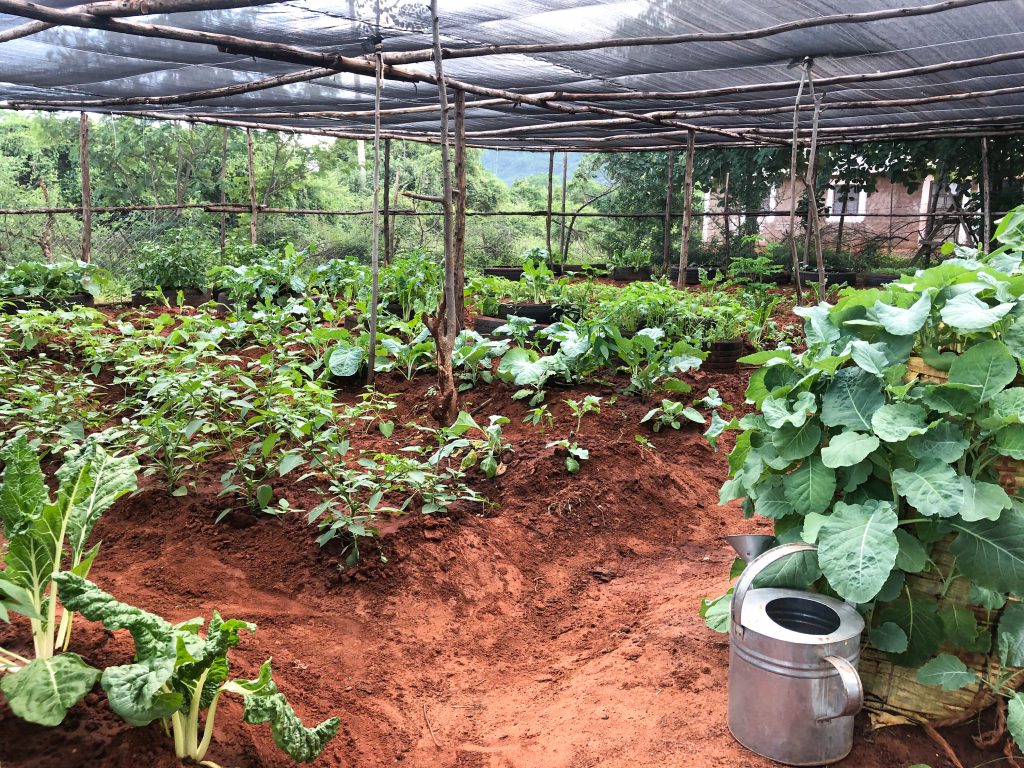ARUA_SFS's tweet photo. Agroecology includes both the environment and human elements including practices such as permaculture,  that mimic stability, production  and sustainability of the ecosystem - these enhance the recycling of biomass, securing soil conditioning - Vela Gedze

#CLABAfrica #Voices https://t.co/qnxQoaRghB