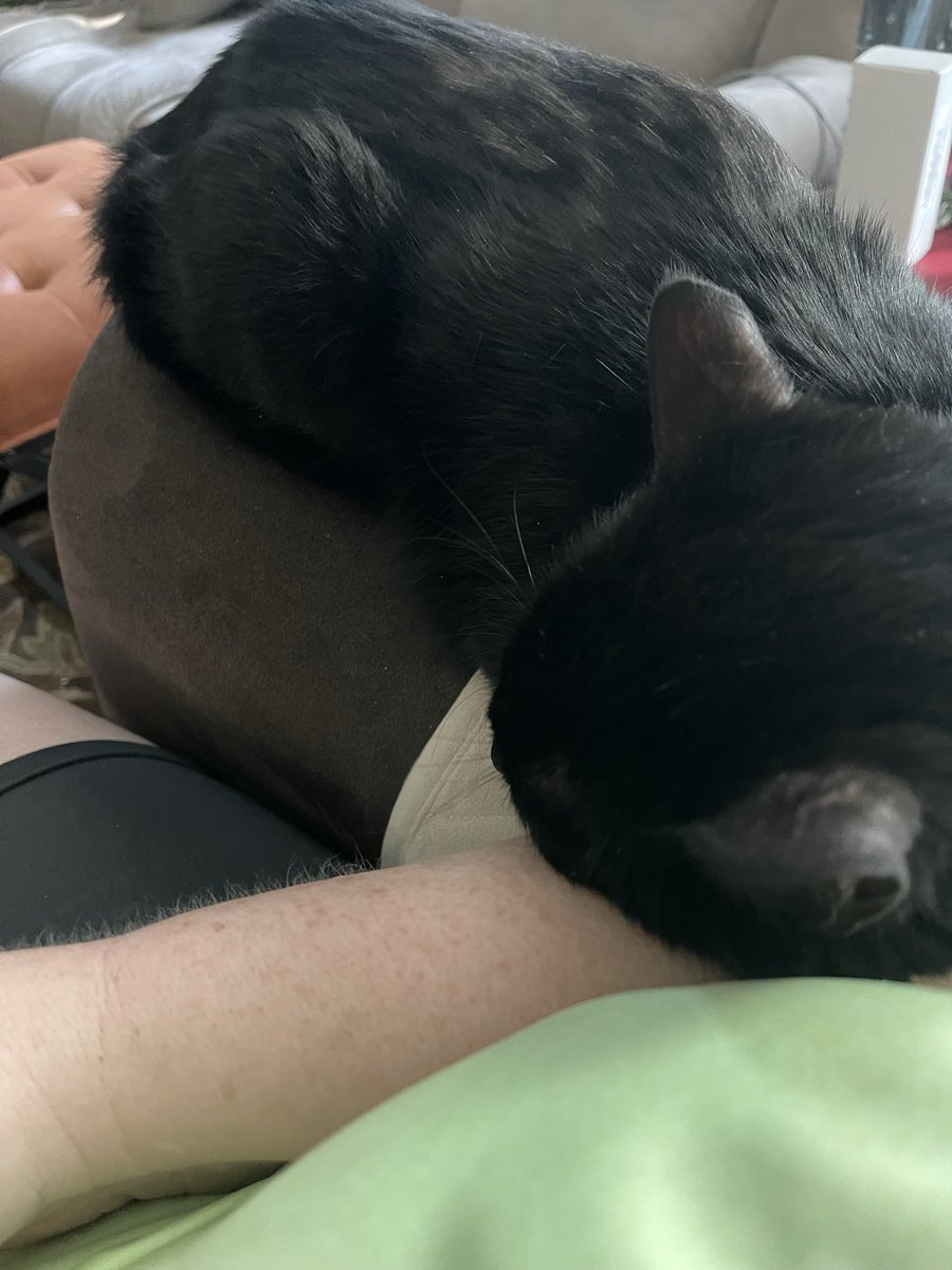 marchbaby64's tweet photo. Sorry.. can’t… there’s a Dragon sleeping on my arm 😻😴 https://t.co/oFfTI4TWAK