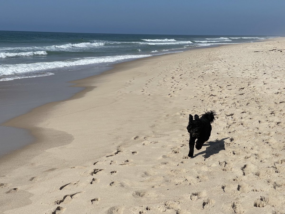 GardinerIsland's tweet photo. @wsmco And the beach to ourselves #happymutt https://t.co/dvNXGvUCrA