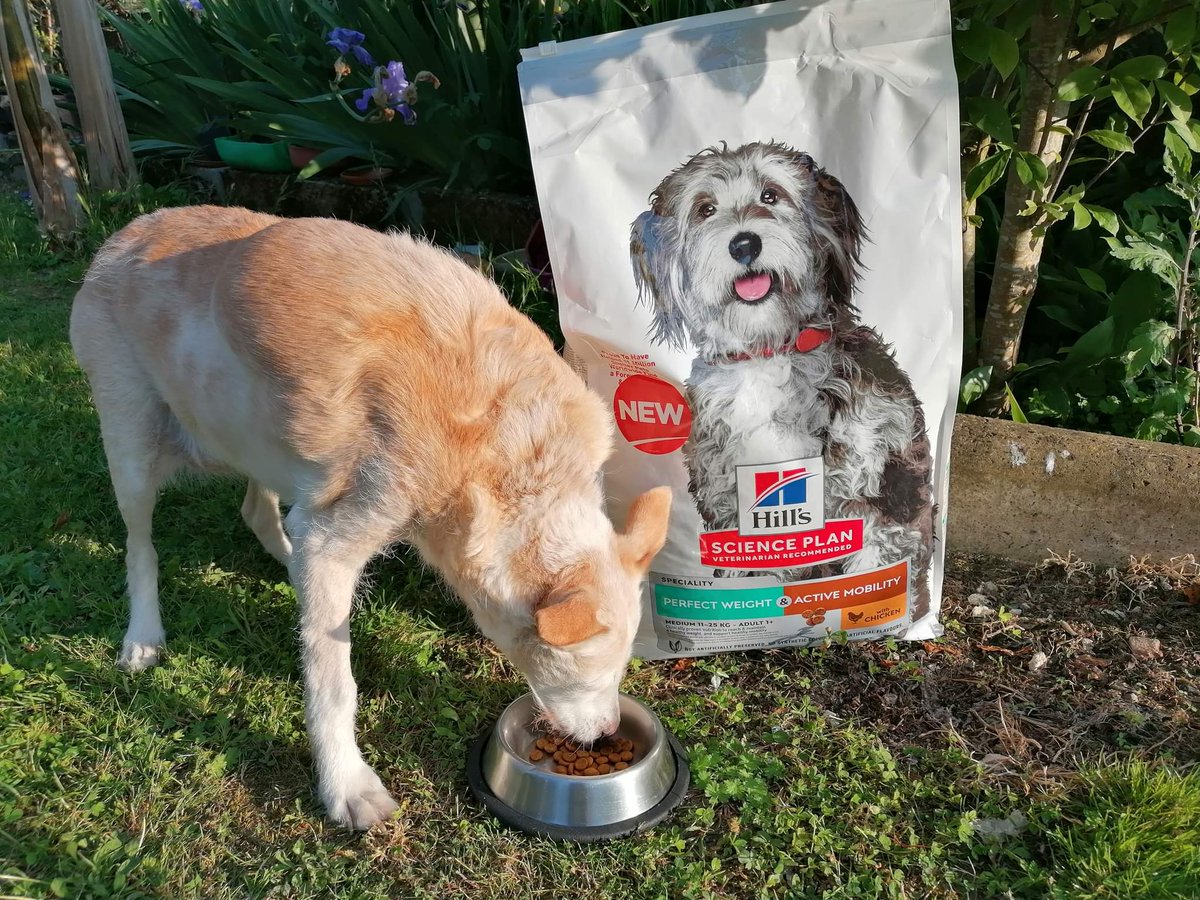 Lizanini1's tweet photo. Les croquettes HILL'S SCIENCE PLAN Perfect sont efficace pour aider votre chien dans sa perte de poids en couvrant tous les besoins nutritionnels tout en ayant des résultats visibles.
#HTCFRxHills #PerfectWeight
#htcfrxhillsperfectweight
#hometesterclubfr https://t.co/mVcwmDruB8