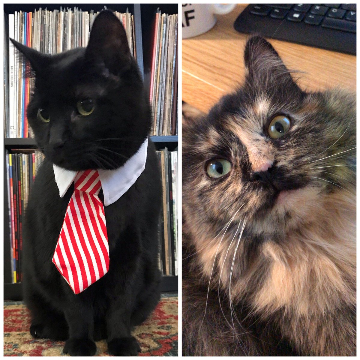 DaveMoustache's tweet photo. @TidyCats Gosh, I have these two cats and they sure do poop and pee a lot. Are there any sweepstakes going on? I could use Free #TidyCat for a year. #askingnicely https://t.co/Vh4jZhJH6J