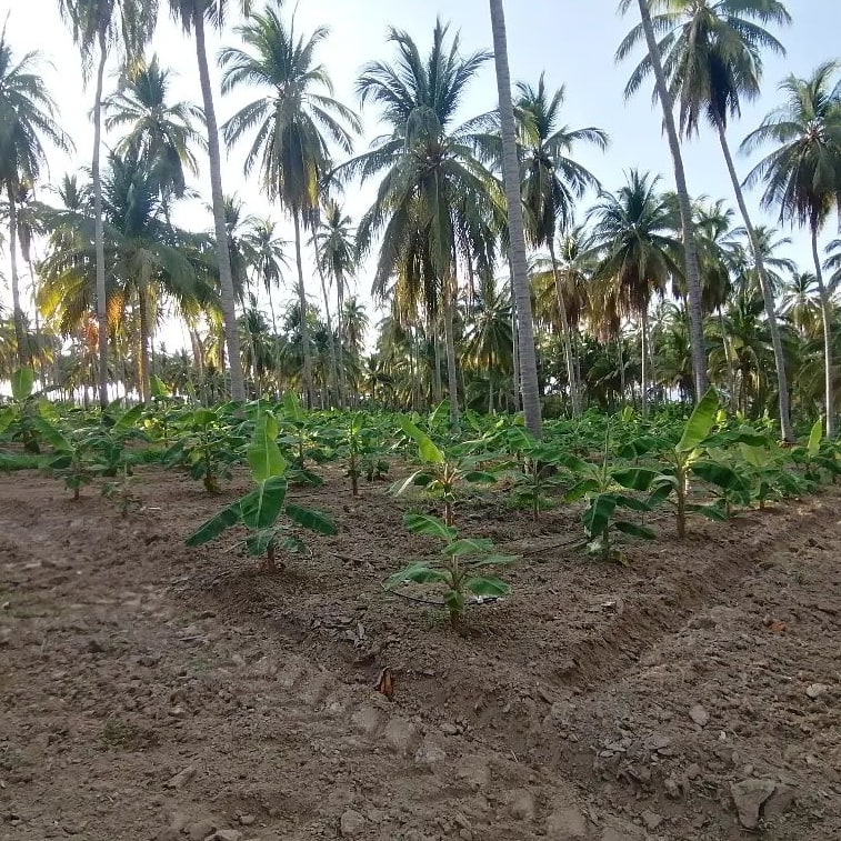 agrotendencia's tweet photo. Sistema agrícola integrado de cultivo de plátano con palmas de coco.
¿Qué les parece esta combinación compartida desde México por nuestro seguidor @juuarezz?
#plátano #coco #palmera #cultivosasociados #México #AgroRed https://t.co/zfHg4hpUDj