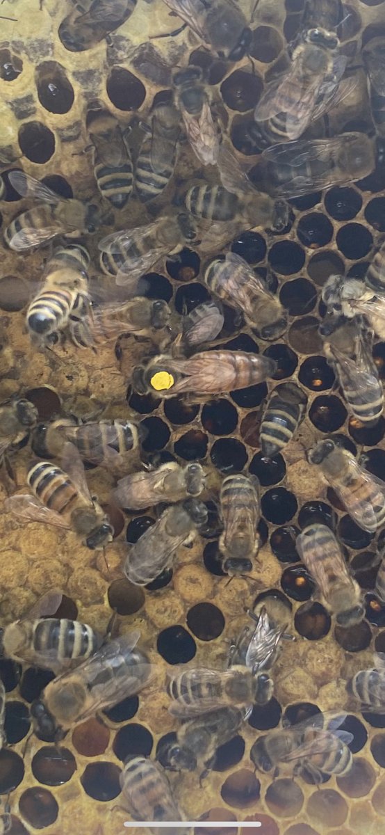 faizan015's tweet photo. Queens doing good!! #honeybees #BeeResearch #CanYouSpotHer https://t.co/JqRrGR0t7z