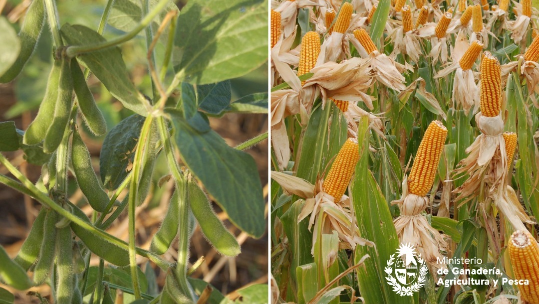 📢 Sistema Nacional de Bioseguridad llama a Consulta Pública sobre eventos de maíz y soja 🌽🌱