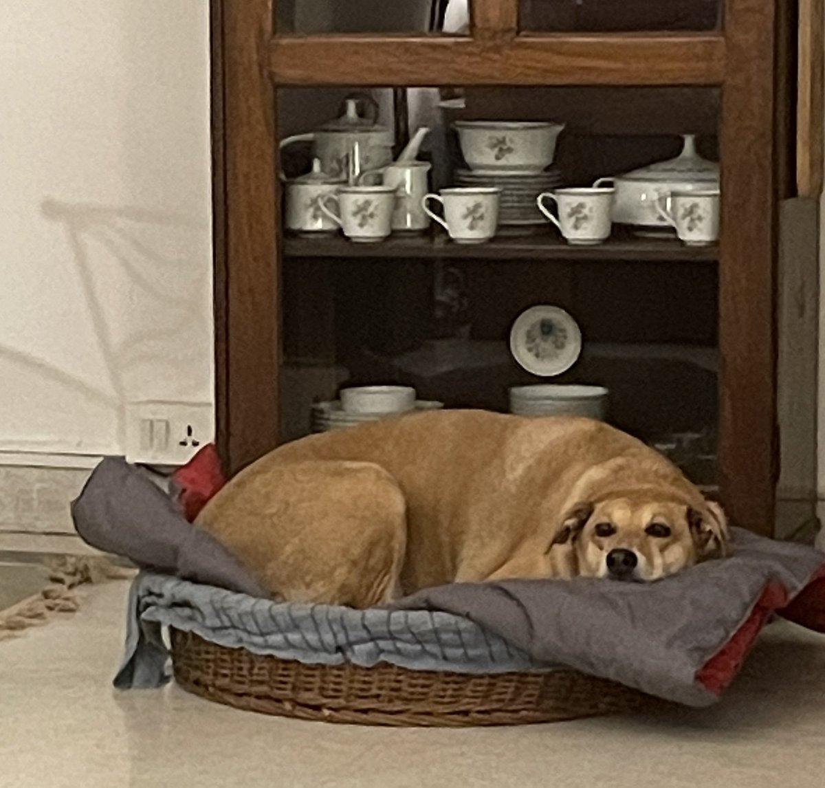 radhathomas's tweet photo. How do u call a dog home?
In a firm voice say ‘Home, come here.’
.
.
.
#theIndieDog #dogisms #notwithoutmydog #indiedogpoems #dogtweets https://t.co/XTXsuRlqHW