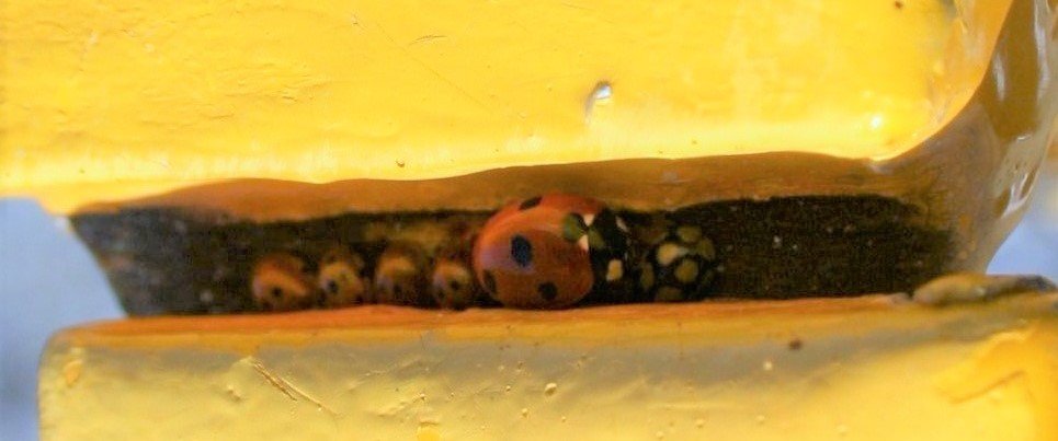 Bernade44159752's tweet photo. I took this picture a few years  back.  I  was standing at a railing looking out at the se at Ballyloughane Beach, not sure what made me look  down. I've never been able to get the  same shot again. 
#safeplace 
#ladybirds
#NaturePhotography https://t.co/N9CaRscTFW