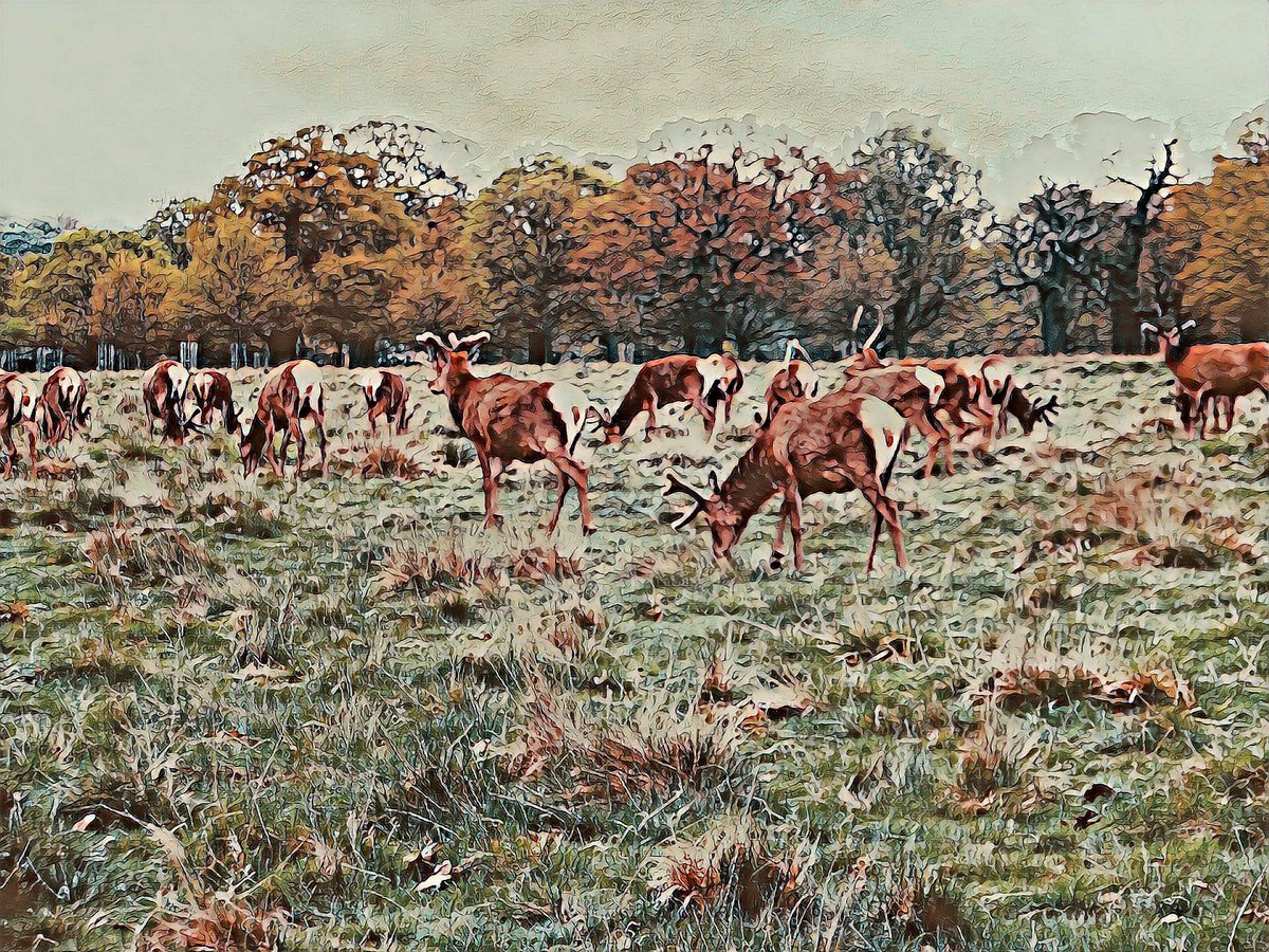 JimmysWorkspace's tweet photo. London Richmond park
https://t.co/AQMAmEbLS9

#NFTs #nftcollectors #NFTCollection #NFTCommunity #nftart #Opensea https://t.co/BJfq5sYBa0